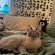 Tito is registered to the contest to win money with this photo: cat, animal, pet, indoor, blanket, pillow, window, curtains, green, white, fur, relaxing, cozy, home, furniture, leafy_wall, decor, resting, cute, whiskers