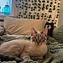 cat, animal, pet, indoor, blanket, pillow, window, curtains, green, white, fur, relaxing, cozy, home, furniture, leafy_wall, decor, resting, cute, whiskers
