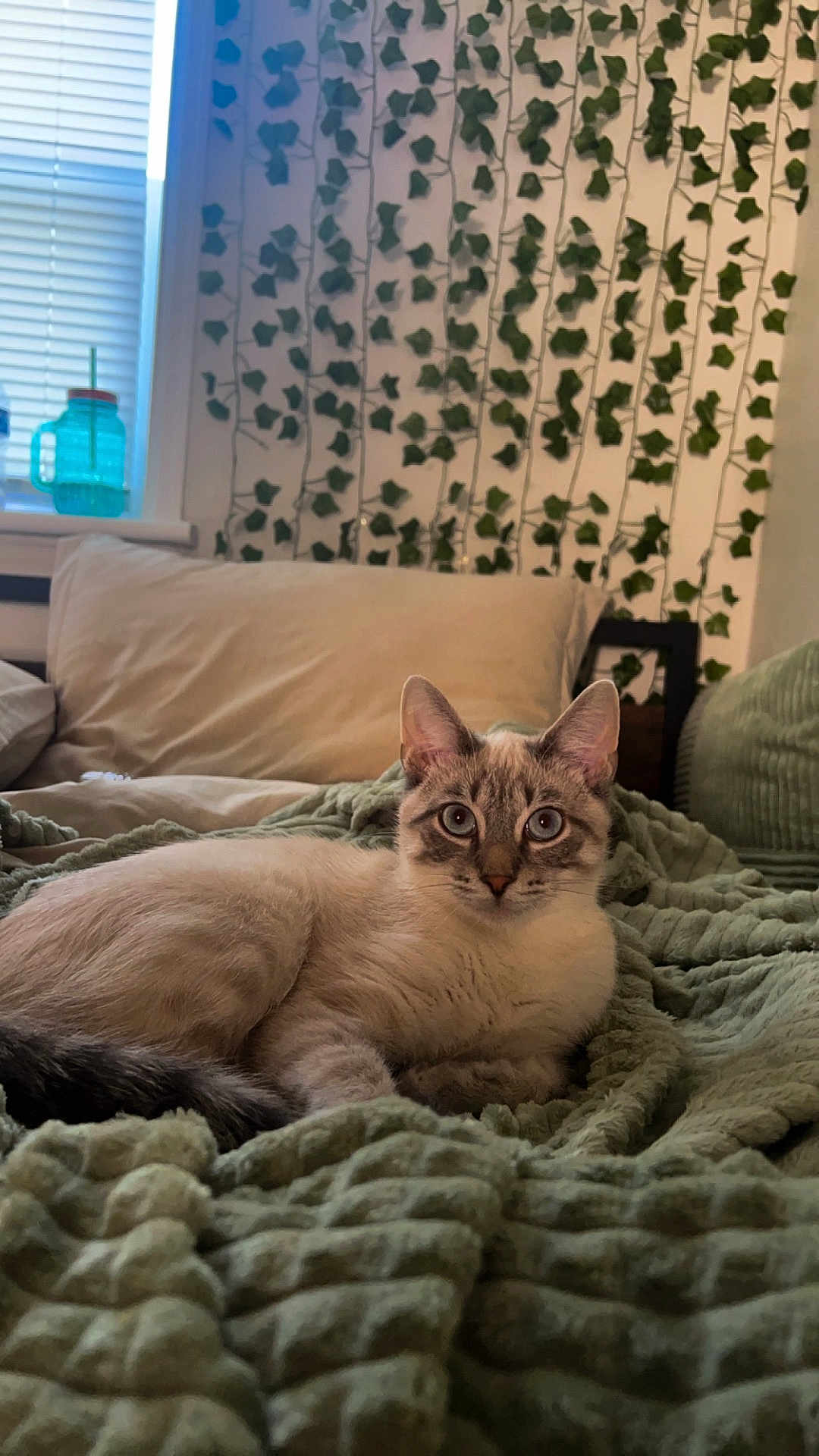 Tito is registered to the contest to win money with this photo: cat, animal, pet, indoor, blanket, pillow, window, curtains, green, white, fur, relaxing, cozy, home, furniture, leafy_wall, decor, resting, cute, whiskers