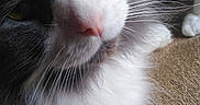 Rilo joined the competition — help win amazing prizes! animal, cat, close_up, closeup, curious, cute, domestic_cat, face, feline, fluffy, green_eyes, grey_and_white, indoor, mammal, paw, pet, resting, soft_fur, texture, whiskers