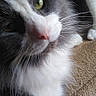 animal, cat, close_up, closeup, curious, cute, domestic_cat, face, feline, fluffy, green_eyes, grey_and_white, indoor, mammal, paw, pet, resting, soft_fur, texture, whiskers