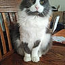 Rilo is registered to the contest to win money with this photo: animal, cat, cozy, domestic, face, feline, fluffy, fur, furniture, gray_and_white, household, indoor, looking, paws, pet, sitting, table, whiskers, wooden_chair, yellow_eyes