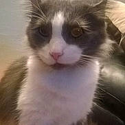 Rilo is registered to the contest to win money with this photo: animal, cat, close_up, curious, cute, domestic_cat, ears, face, feline, fluffy, fur, furry, gray, indoor, nose, pet, portrait, sitting, whiskers, white