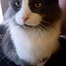 Rilo joined the competition — help win amazing prizes! animal, cat, closeup, companion, curious, cute, domestic_cat, feline, fluffy, furry, gray_cat, indoor, mammal, pet, portrait, sitting, soft_fur, whiskers, white_fur, yellow_eyes
