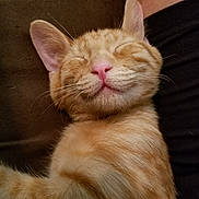 Mj joined the competition — help win amazing prizes! animal, cat, close_up, cozy, cute, domestic_cat, face, feline, fur, indoor, mammal, orange_tabby, peaceful, pet, pink_nose, relaxed, resting, sleeping, soft, whiskers