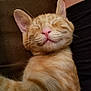 animal, cat, close_up, cozy, cute, domestic_cat, face, feline, fur, indoor, mammal, orange_tabby, peaceful, pet, pink_nose, relaxed, resting, sleeping, soft, whiskers
