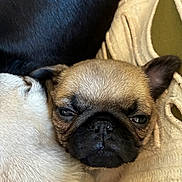 Spud is registered to the contest to win money with this photo: pug, puppy, dog, face, close_up, nose, eyes, wrinkles, fur, ear, snout, whiskers, pet, domestic_animal, blanket, cuddling, cozy, relaxed, fabric, portrait
