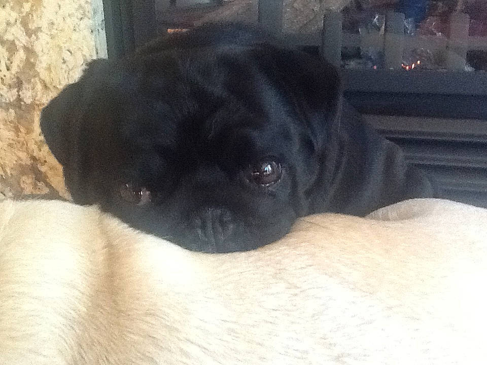 Tipsy joined the competition — help win amazing prizes! canidae, carnivore, companion_dog, dog, dog_breed, eye, fawn, mammal, nose, pug, puggle, puppy, skin, snout, sporting_group, toy_dog, wrinkle