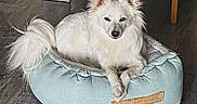 Sergio participe au concours pour gagner de l'argent avec cette photo : dog, white_dog, pet_bed, indoor, floor, wooden_floor, furniture, chair_legs, fluffy, canine, animal, pet, relaxed, resting, looking_at_camera, cozy, domestic, companion, cute, small_dog