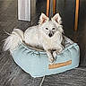 dog, white_dog, pet_bed, indoor, floor, wooden_floor, furniture, chair_legs, fluffy, canine, animal, pet, relaxed, resting, looking_at_camera, cozy, domestic, companion, cute, small_dog