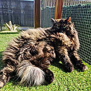 Molly a rejoint le concours — aidez-le/la à gagner de superbes lots ! animal, cat, daytime, domestic, enclosure, eyes, fence, fluffy, fur, grass, green, mammal, nature, outdoor, pet, relaxed, resting, sunlight, tail, whiskers