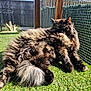 animal, cat, daytime, domestic, enclosure, eyes, fence, fluffy, fur, grass, green, mammal, nature, outdoor, pet, relaxed, resting, sunlight, tail, whiskers