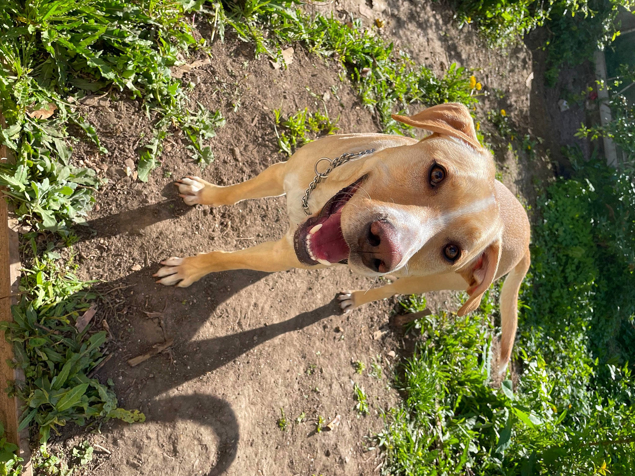 Lion a rejoint le concours — aidez-le/la à gagner de superbes lots ! adventure, canidae, carnivore, companion_dog, dog, dog_breed, fawn, grass, jaw, landscape, plant, plant_community, snout, soil, sporting_group, tail, terrestrial_animal, whiskers, wood, working_animal