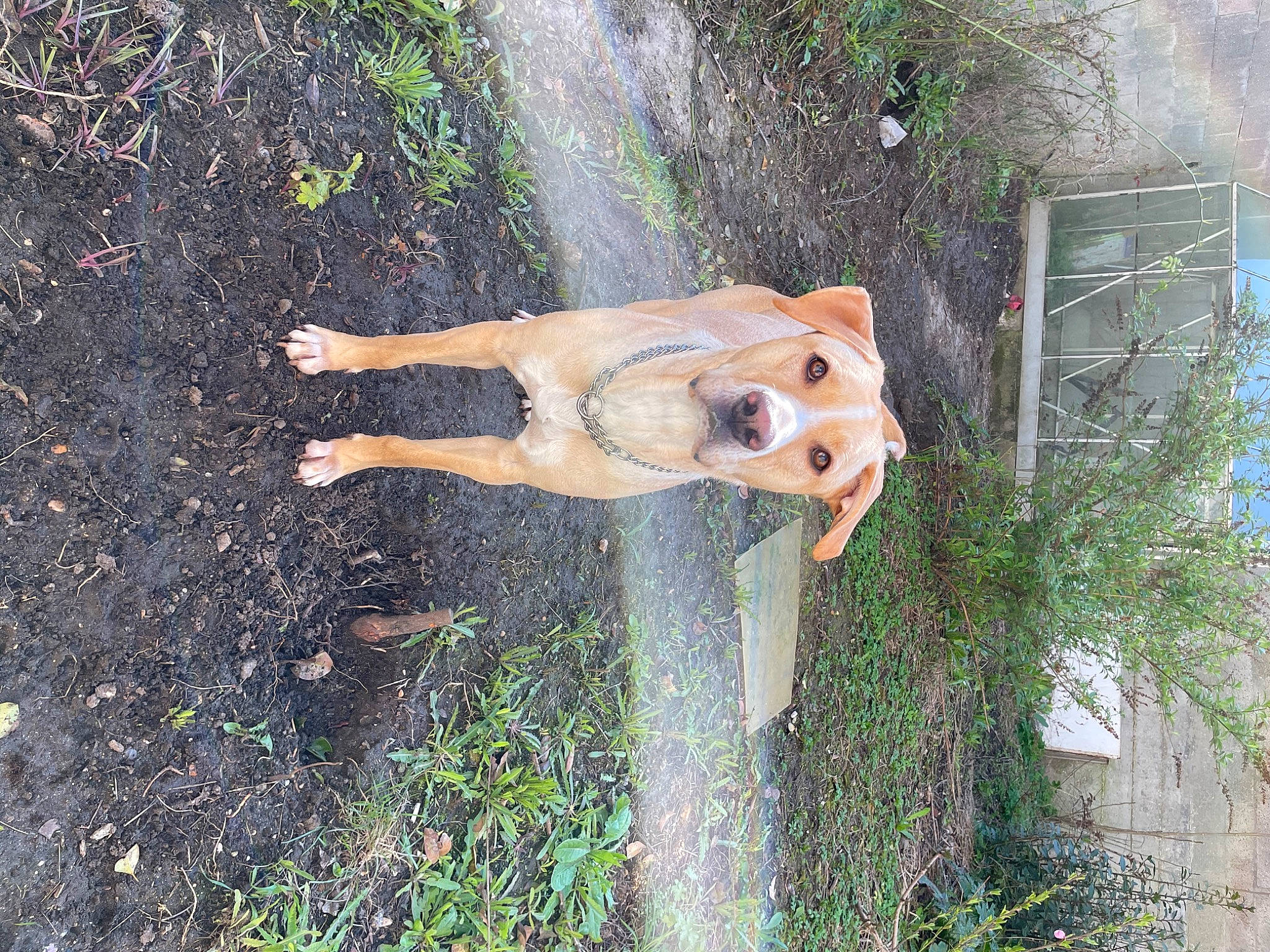 Lion a rejoint le concours — aidez-le/la à gagner de superbes lots ! art, canidae, carnivore, chainsaw_carving, dog_breed, fawn, grass, landscape, lawn_ornament, people_in_nature, plant, sculpture, snout, soil, sporting_group, tail, tree, trunk, water, wood