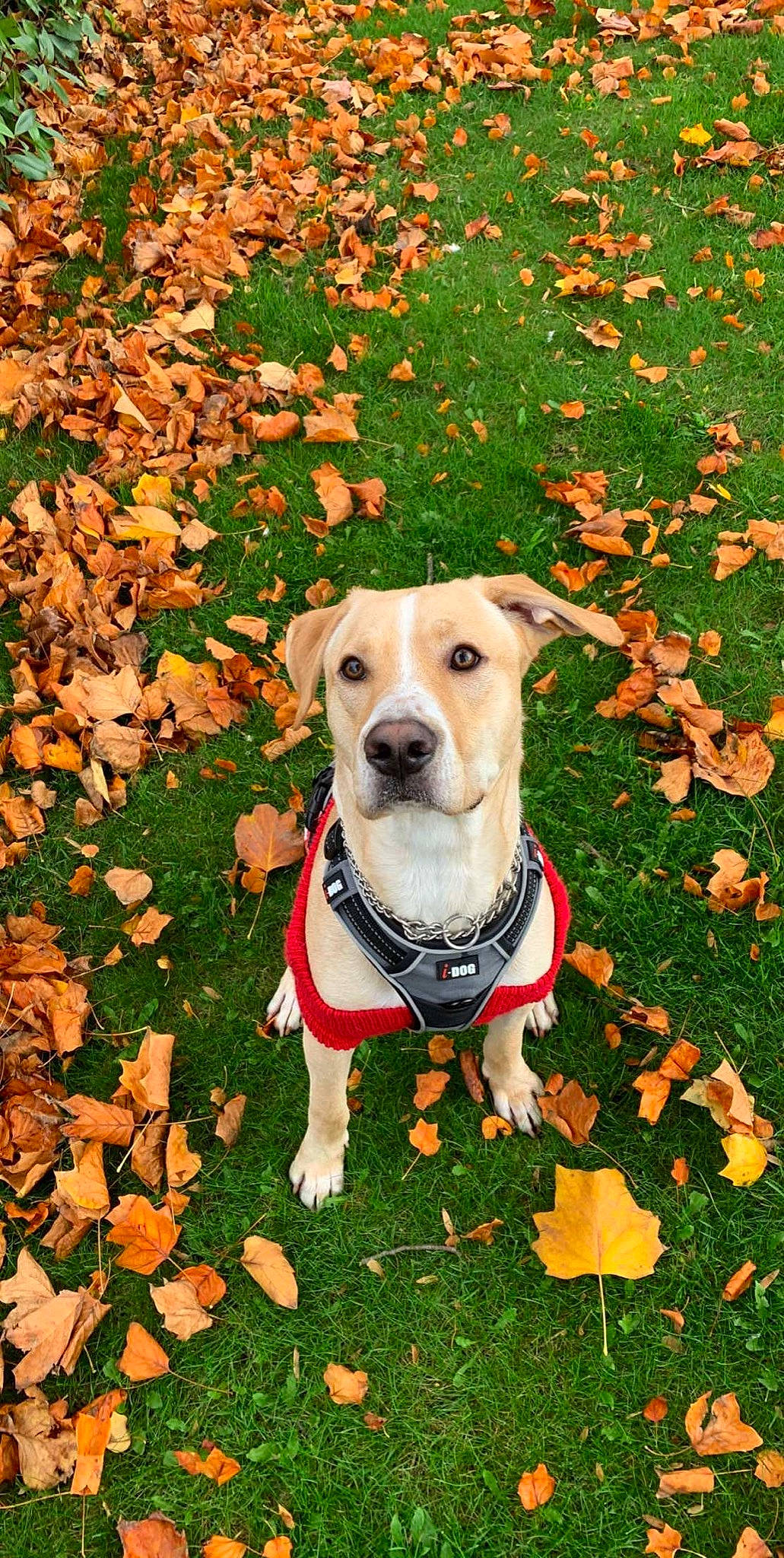 Lion a rejoint le concours — aidez-le/la à gagner de superbes lots ! canidae, carnivore, collar, companion_dog, dog, dog_breed, dog_clothes, dog_collar, dog_supply, fawn, grass, groundcover, leash, plant, snout, sporting_group, tail, tree, whiskers, working_animal