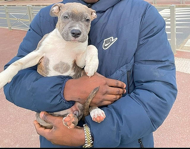 Skaya participe au concours pour gagner de l'argent avec cette photo : bracelet, canidae, carnivore, companion_dog, dog_breed, elbow, electric_blue, fawn, fur, gesture, happy, human_leg, jewellery, lap, sitting, snout, sporting_group, stuffed_toy, working_animal, wrist