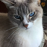Lila a rejoint le concours — aidez-le/la à gagner de superbes lots ! cat, blue_eyes, close_up, indoor, furniture, flower, whiskers, pet, animal, gray_fur, white_fur, face, portrait, curious, calm, domestic_cat, sitting, household, mammal, feline