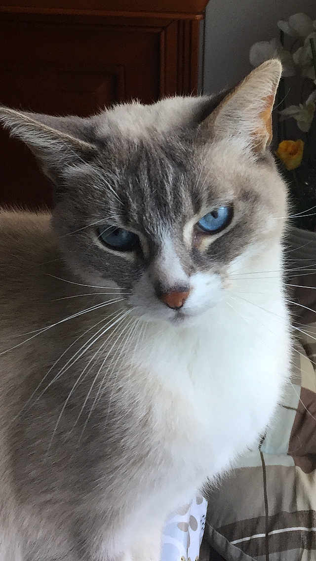 Lila