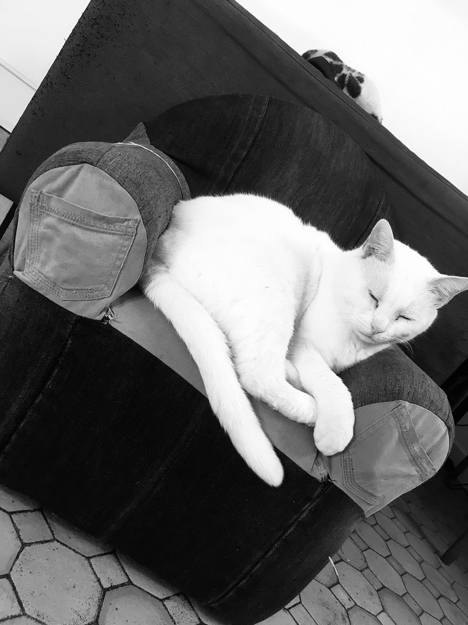 Chat Blanc participe au concours pour gagner de l'argent avec cette photo : black, black_and_white, carnivore, cat, comfort, domestic_short_haired_cat, felidae, fur, grey, human_leg, linens, monochrome, monochrome_photography, sitting, small_to_medium_sized_cats, tail, textile, tints_and_shades, whiskers, white