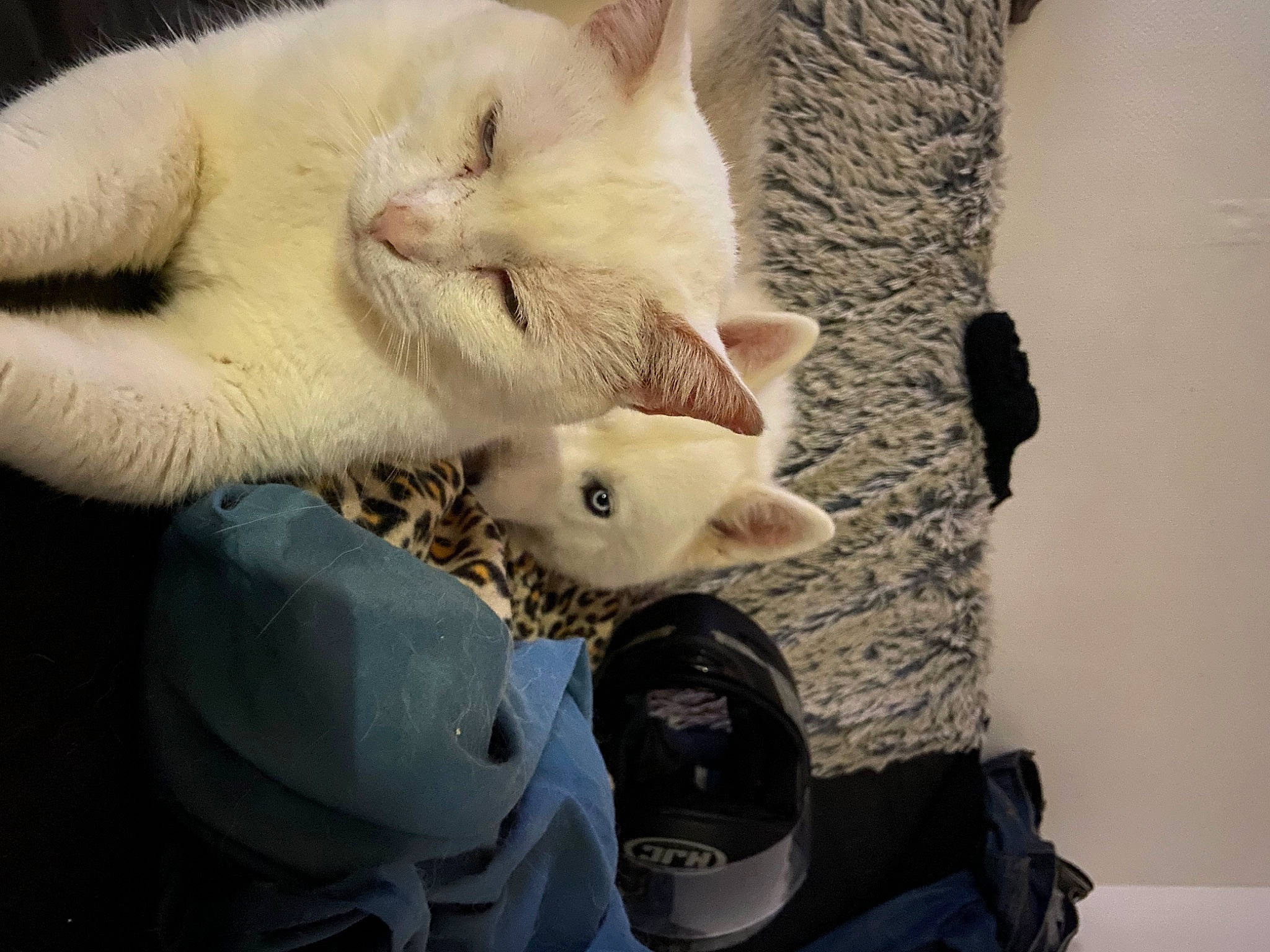 Chat Blanc a rejoint le concours — aidez-le/la à gagner de superbes lots ! backpack, bag, canidae, carnivore, cat, claw, dog_breed, domestic_short_haired_cat, fawn, felidae, fur, nap, paw, polar_bear, small_to_medium_sized_cats, snout, tail, toy, whiskers