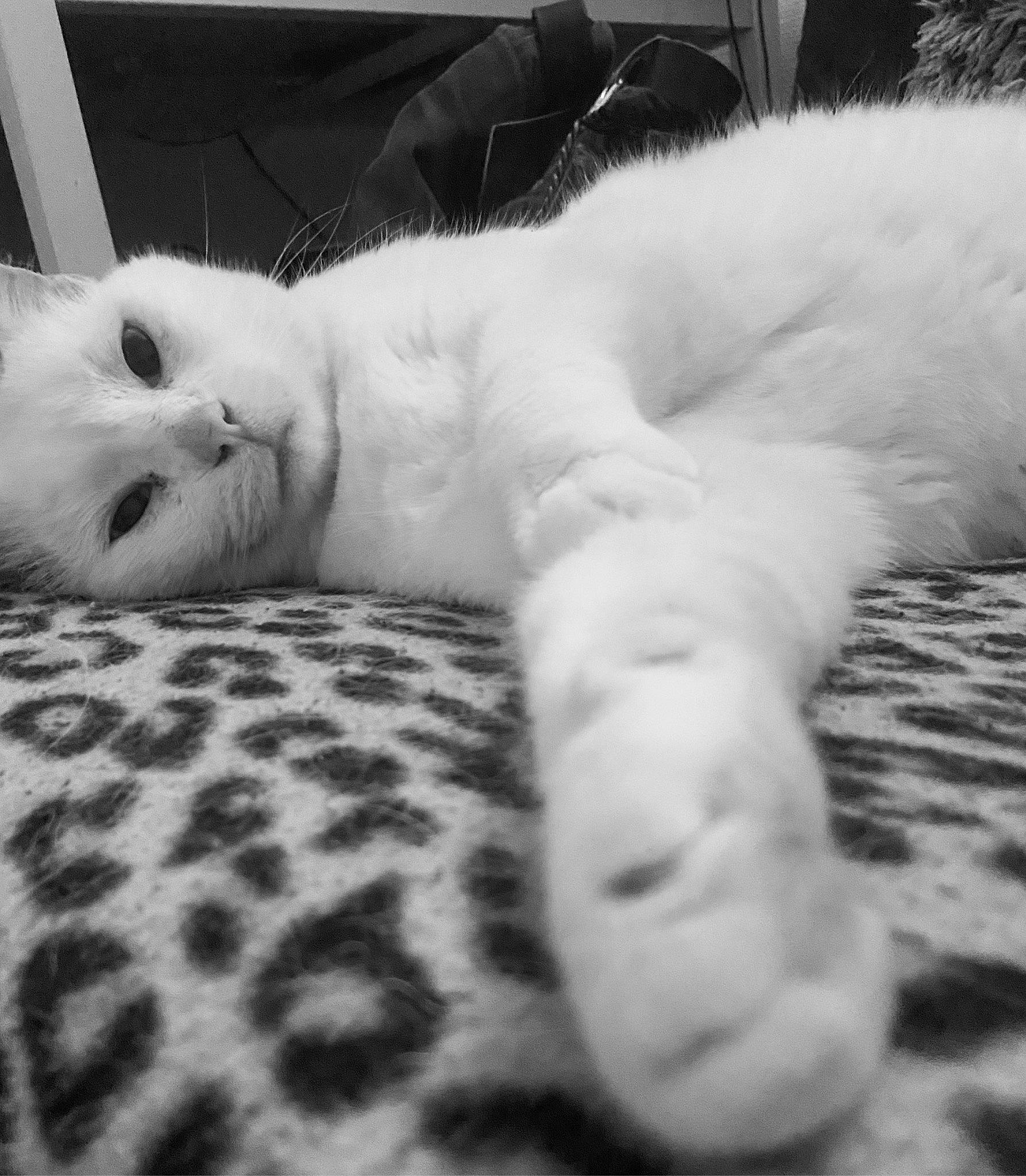 Chat Blanc a rejoint le concours — aidez-le/la à gagner de superbes lots ! carnivore, cat, claw, comfort, domestic_short_haired_cat, eye, felidae, fur, grey, monochrome, monochrome_photography, pattern, paw, small_to_medium_sized_cats, snout, tail, terrestrial_animal, whiskers, white