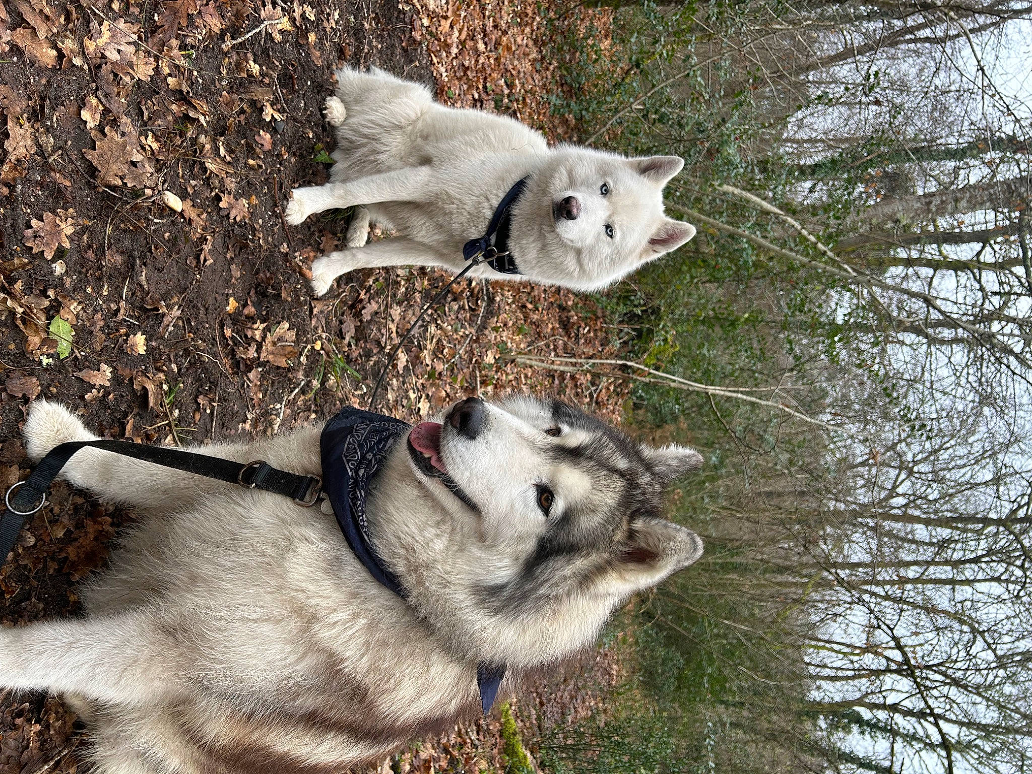 Fury-wrath a rejoint le concours — aidez-le/la à gagner de superbes lots ! canidae, canis, carnivore, companion_dog, dog, dog_breed, fawn, felidae, fur, grass, mammal, sled_dog, sporting_group, tail, terrestrial_animal, tree, vertebrate, wildlife, winter, wolf