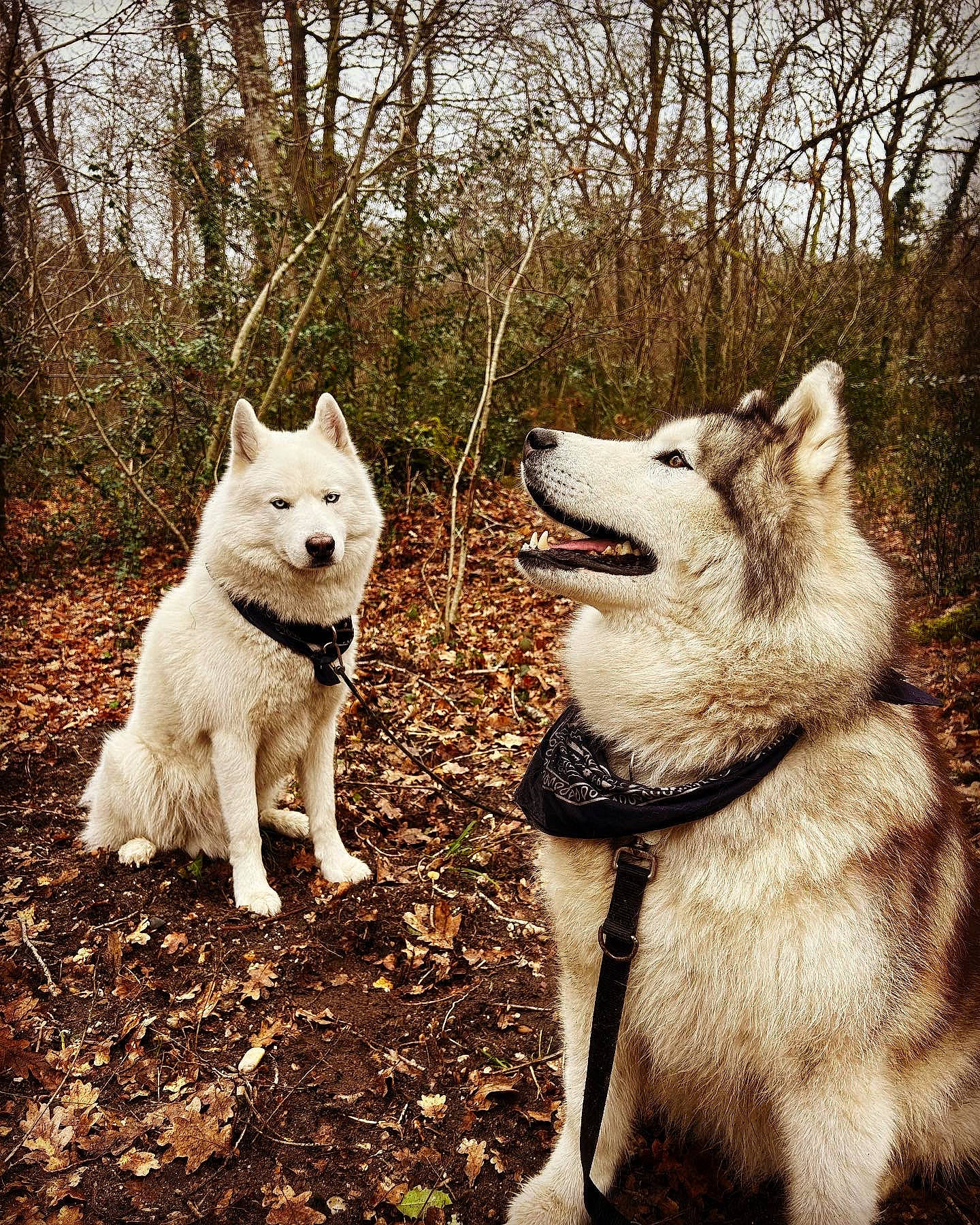 Fury-wrath participe au concours pour gagner de l'argent avec cette photo : canidae, canis, carnivore, companion_dog, dog, dog_breed, fang, fur, kintamani, monochrome, monochrome_photography, sled_dog, snout, sporting_group, tail, tree, wildlife, wolf, working_animal, working_dog