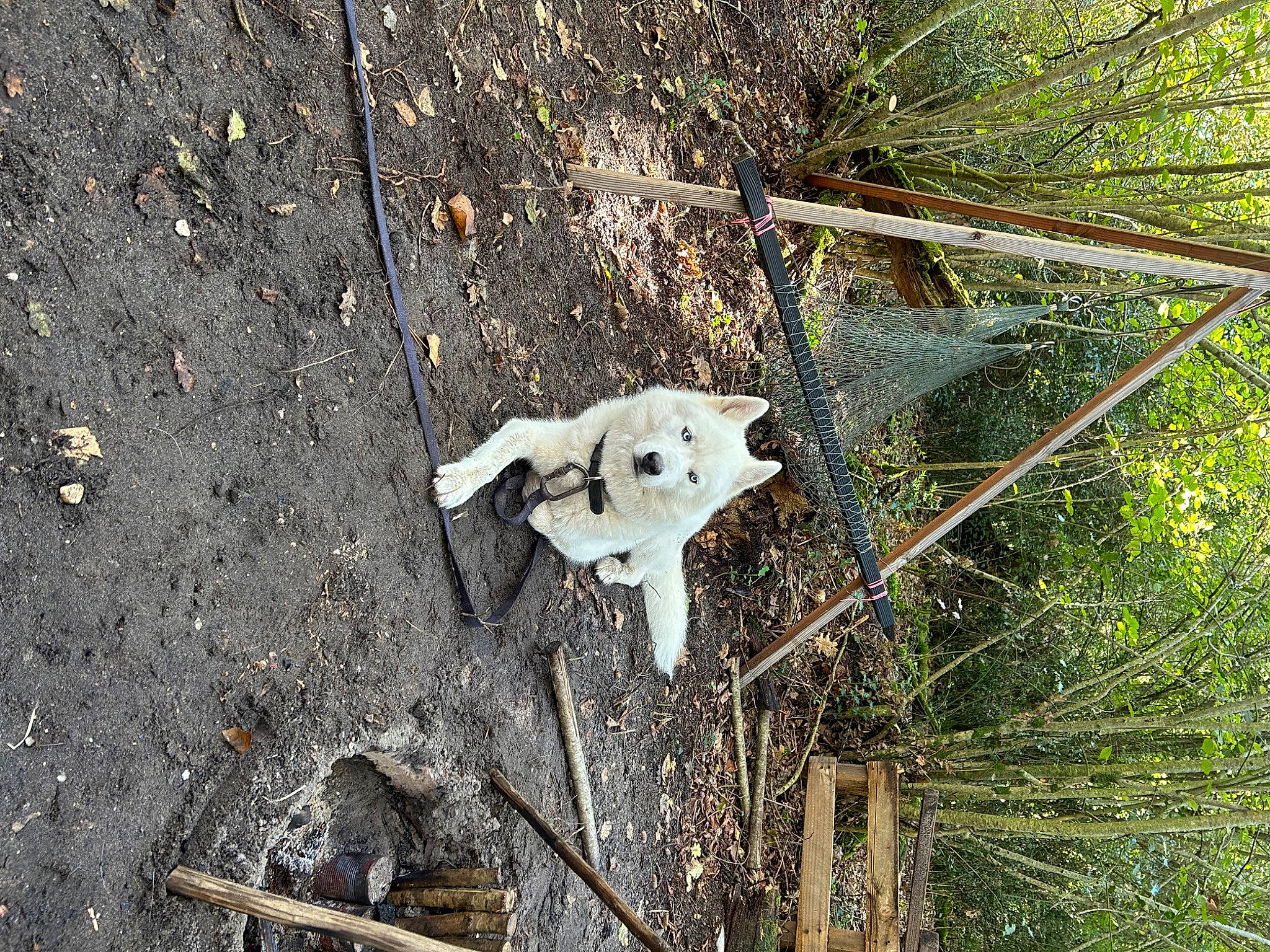 Fury a rejoint le concours — aidez-le/la à gagner de superbes lots ! asphalt, autumn, concrete, grass, grass_family, leaf, metal, plant, plant_stem, road_surface, soil, tar, terrestrial_animal, terrestrial_plant, tree, trunk, twig, wildlife, wood