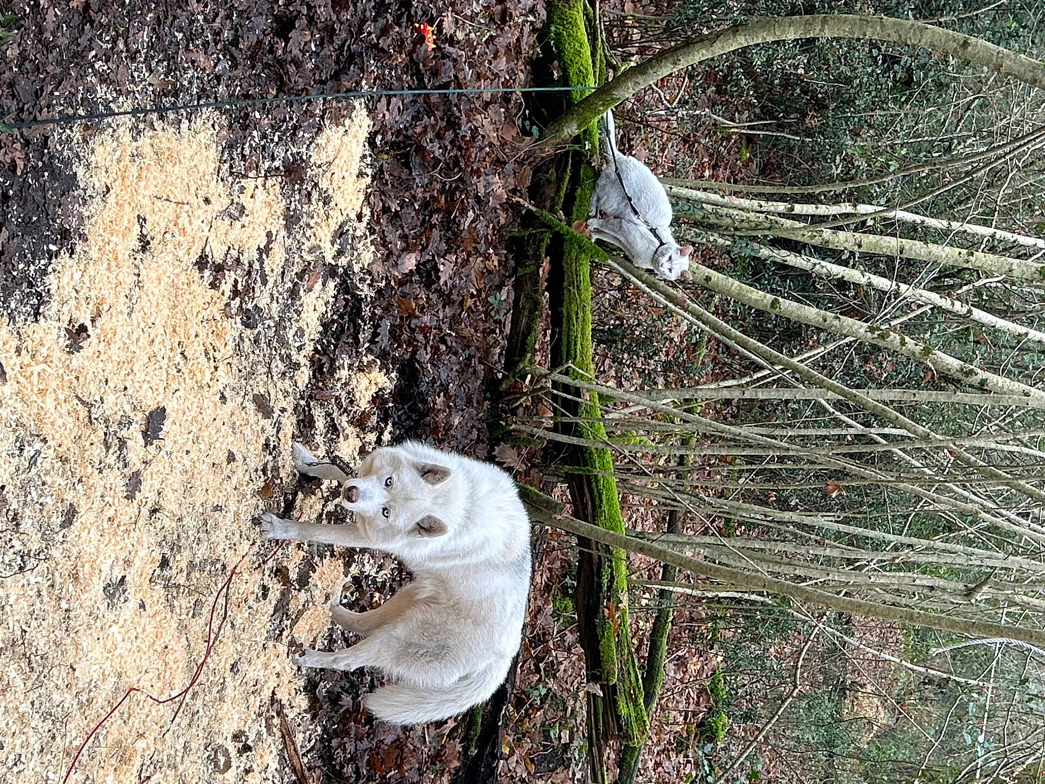 Fury a rejoint le concours — aidez-le/la à gagner de superbes lots ! asphalt, branch, circle, fur, grass, metal, plant, plant_stem, road_surface, rock, rust, small_to_medium_sized_cats, soil, tail, terrestrial_plant, tree, trunk, twig, wildlife, wood