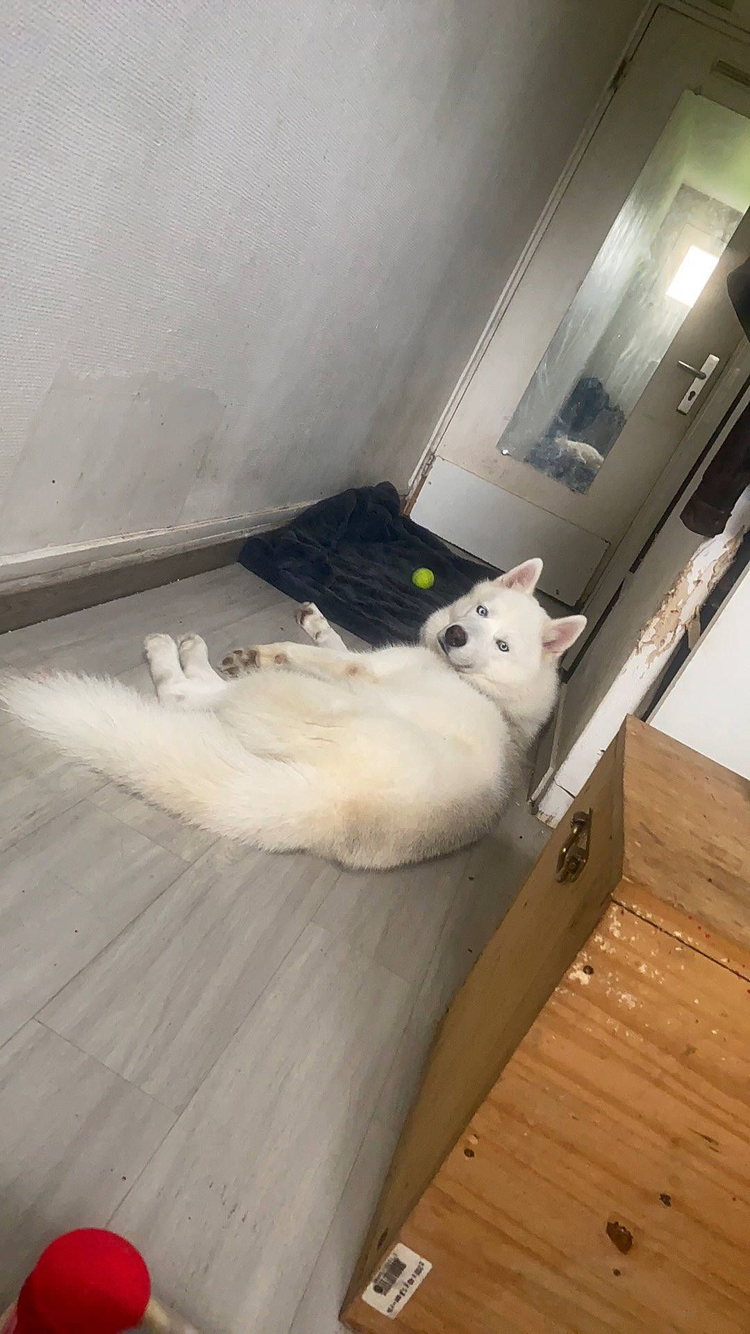 Fury participe au concours pour gagner de l'argent avec cette photo : carnivore, cat, domestic_short_haired_cat, felidae, floor, flooring, fur, hardwood, laminate_flooring, metal, plywood, room, small_to_medium_sized_cats, tail, whiskers, wood, wood_flooring