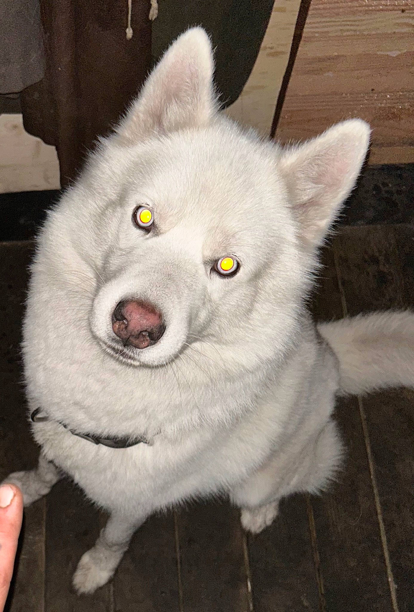 Fury a rejoint le concours — aidez-le/la à gagner de superbes lots ! canidae, carnivore, cat, dog_breed, domestic_short_haired_cat, ear, eye, fang, felidae, fur, grey, non_sporting_group, small_to_medium_sized_cats, snout, terrestrial_animal, whiskers, working_animal