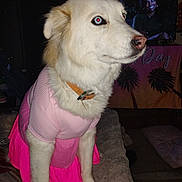 Maya joined the competition — help win amazing prizes! dog, pet, white_dog, pink_dress, clothing, collar, red_eye, indoor, bed, furniture, television, tv_screen, human_face, person_on_tv, portrait, flash_photography, night, sitting, looking_right, cute