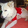 Maya is registered to the contest to win money with this photo: dog, white_dog, pet, fluffy, lying_down, red_costume, christmas_outfit, indoor, bed, blanket, close_up, portrait, ear, paw, collar, muzzle, red_eye, lamp, furniture, home