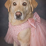 License Lacey Lane joined the competition — help win amazing prizes! adorable, animal, bow, canine, costume, cute, dog, domestic_animal, fancy, fashion, indoor, labrador, lace, pet, pet_clothing, pink_dress, portrait, posing, studio, tulle