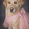 adorable, animal, bow, canine, costume, cute, dog, domestic_animal, fancy, fashion, indoor, labrador, lace, pet, pet_clothing, pink_dress, portrait, posing, studio, tulle