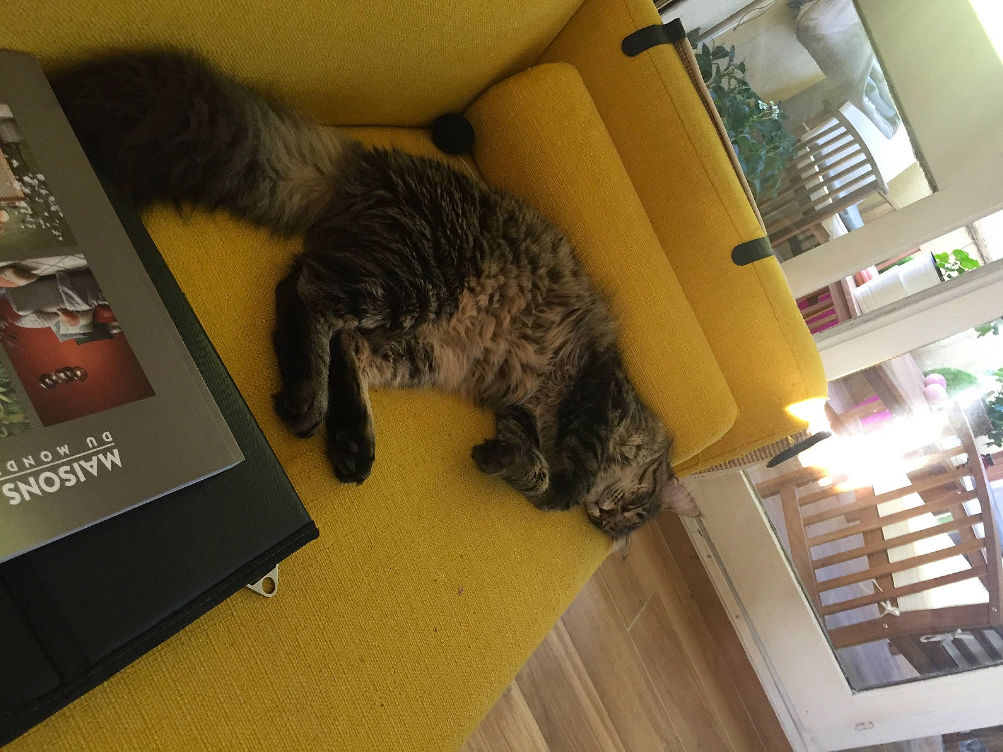 Persia a rejoint le concours — aidez-le/la à gagner de superbes lots ! bookcase, canidae, carnivore, cat, comfort, companion_dog, dog_breed, felidae, flooring, fur, living_room, plant, publication, room, shelf, small_to_medium_sized_cats, sporting_group, tail, whiskers, window