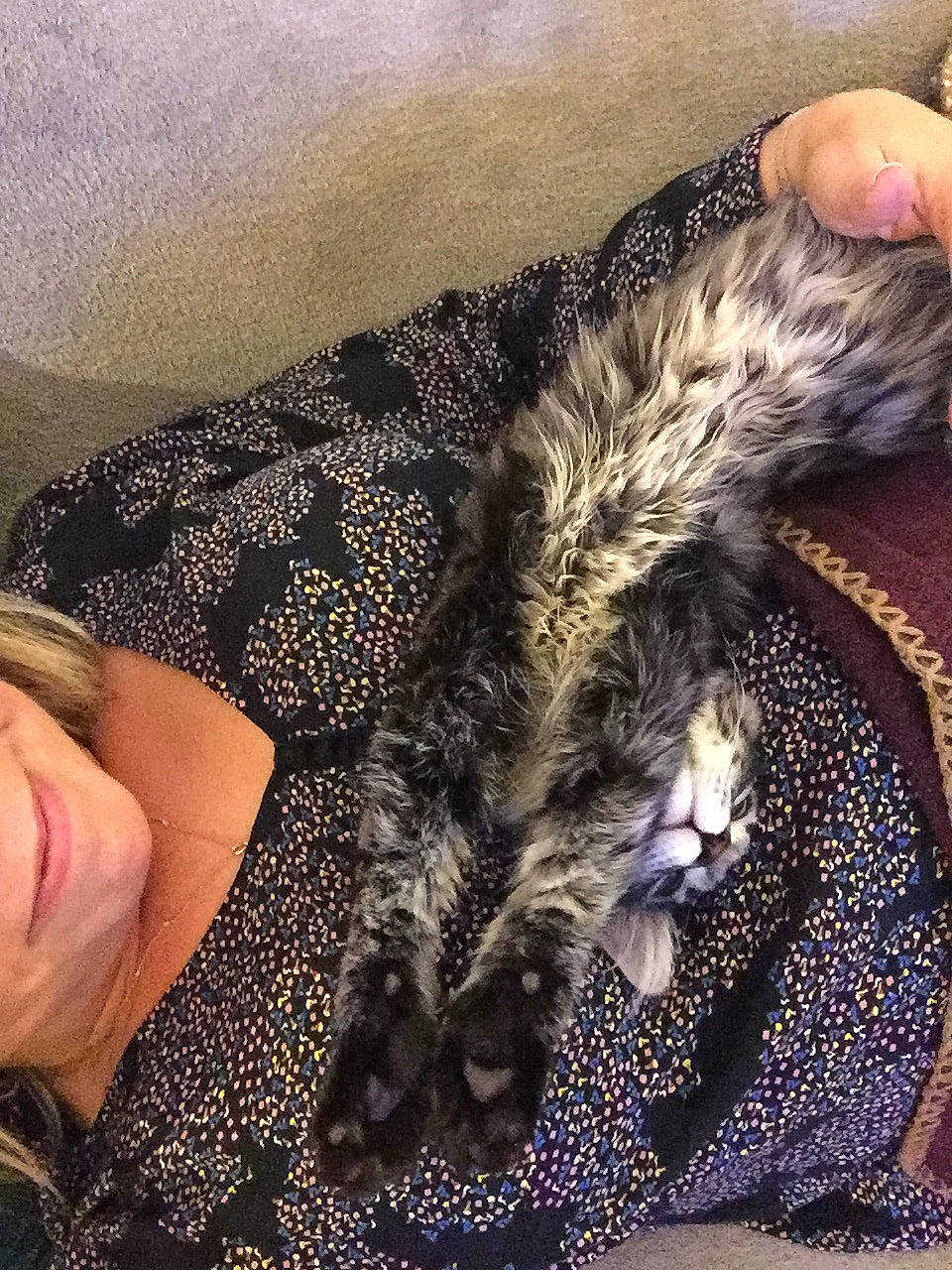 Persia participe au concours pour gagner de l'argent avec cette photo : carnivore, cat, claw, cloud, comfort, domestic_short_haired_cat, felidae, fur, happy, human_leg, lap, nail, nap, paw, sleep, small_to_medium_sized_cats, smile, tail, whiskers