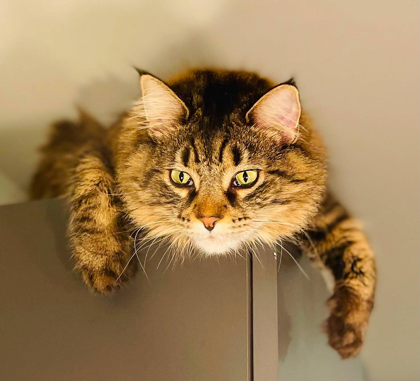 Persia participe au concours pour gagner de l'argent avec cette photo : carnivore, cat, domestic_short_haired_cat, felidae, fur, maine_coon, small_to_medium_sized_cats, snout, terrestrial_animal, whiskers
