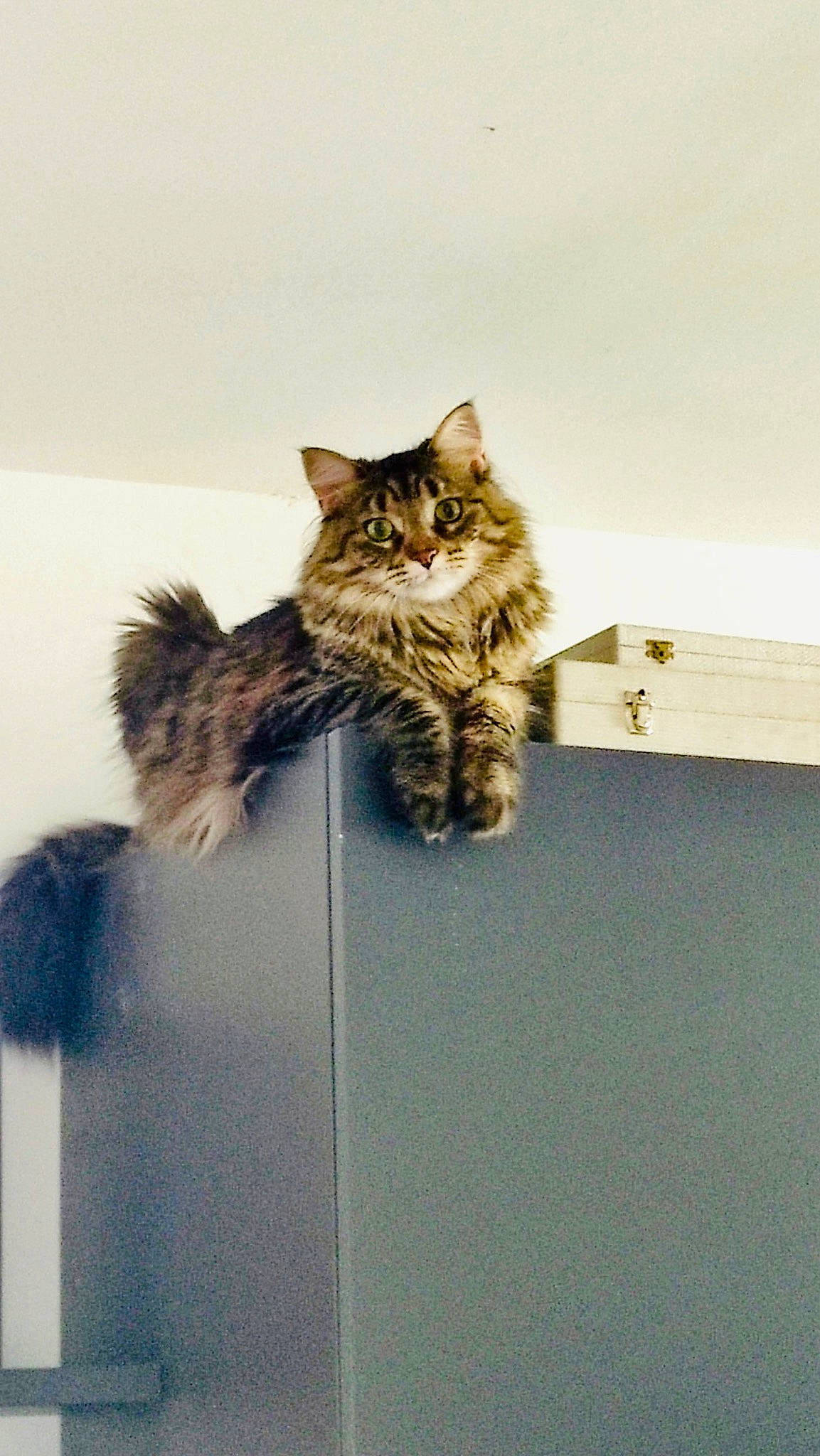 Persia participe au concours pour gagner de l'argent avec cette photo : carnivore, cat, claw, domestic_short_haired_cat, felidae, fur, paw, room, small_to_medium_sized_cats, tail, terrestrial_animal, whiskers, wood