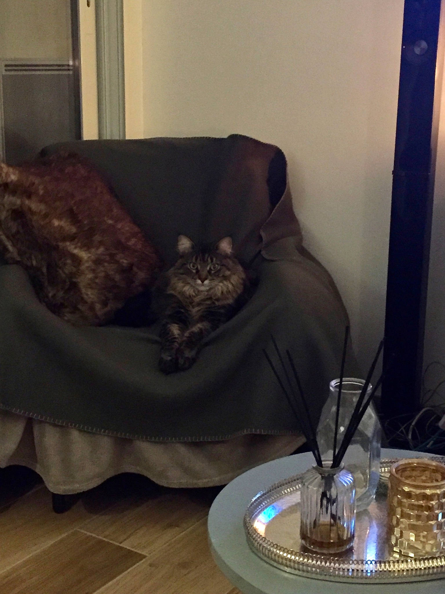 Persia a rejoint le concours — aidez-le/la à gagner de superbes lots ! carnivore, coffee_table, comfort, couch, dishware, drinkware, felidae, floor, flooring, furniture, hardwood, living_room, pillow, room, serveware, sofa_bed, studio_couch, table, tableware, wood