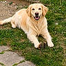 dog, golden_retriever, grass, stone_path, outdoor, pet, smiling, happy, animal, canine, nature, daylight, fur, muzzle, ears, tail, playful, resting, wood, greenery