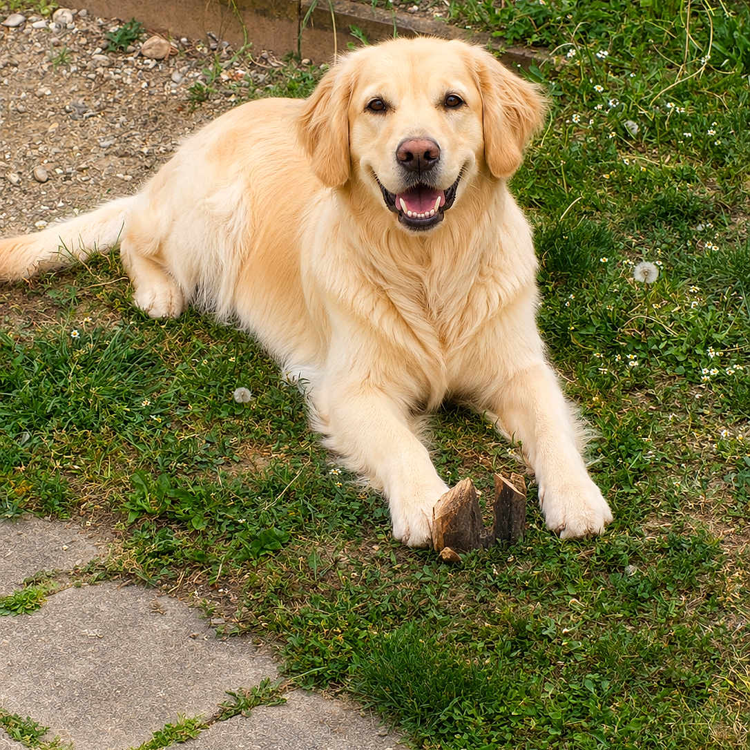 Madhy participe au concours pour gagner de l'argent avec cette photo : dog, golden_retriever, grass, stone_path, outdoor, pet, smiling, happy, animal, canine, nature, daylight, fur, muzzle, ears, tail, playful, resting, wood, greenery