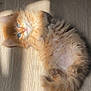 kitten, cat, orange_cat, ginger_fur, pet, feline, fluffy, long_hair, blue_eyes, sunbeam, sunlight, wooden_floor, indoor, paws, belly, cute, playful, relaxed, portrait, shadow