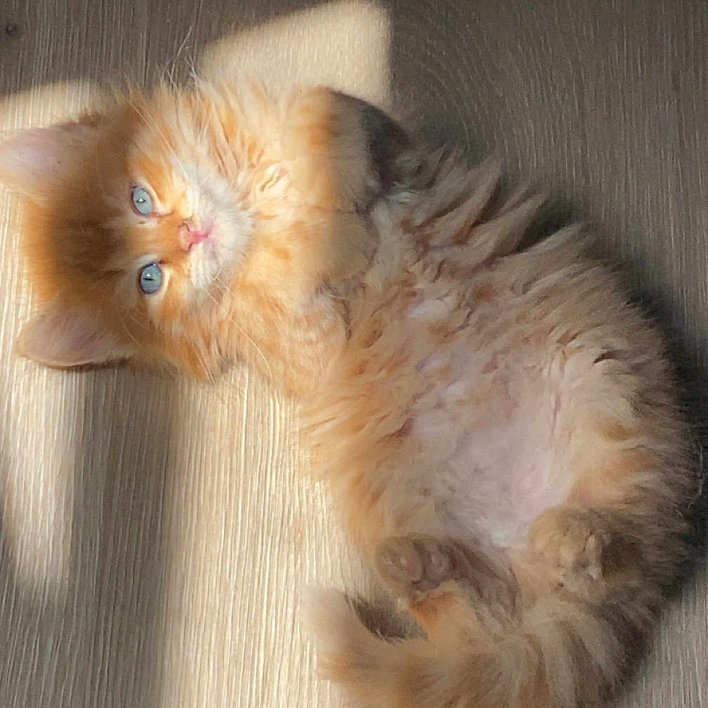 Millo a rejoint le concours — aidez-le/la à gagner de superbes lots ! belly, blue_eyes, cat, cute, feline, fluffy, ginger_fur, indoor, kitten, long_hair, orange_cat, paws, pet, playful, portrait, relaxed, shadow, sunbeam, sunlight, wooden_floor