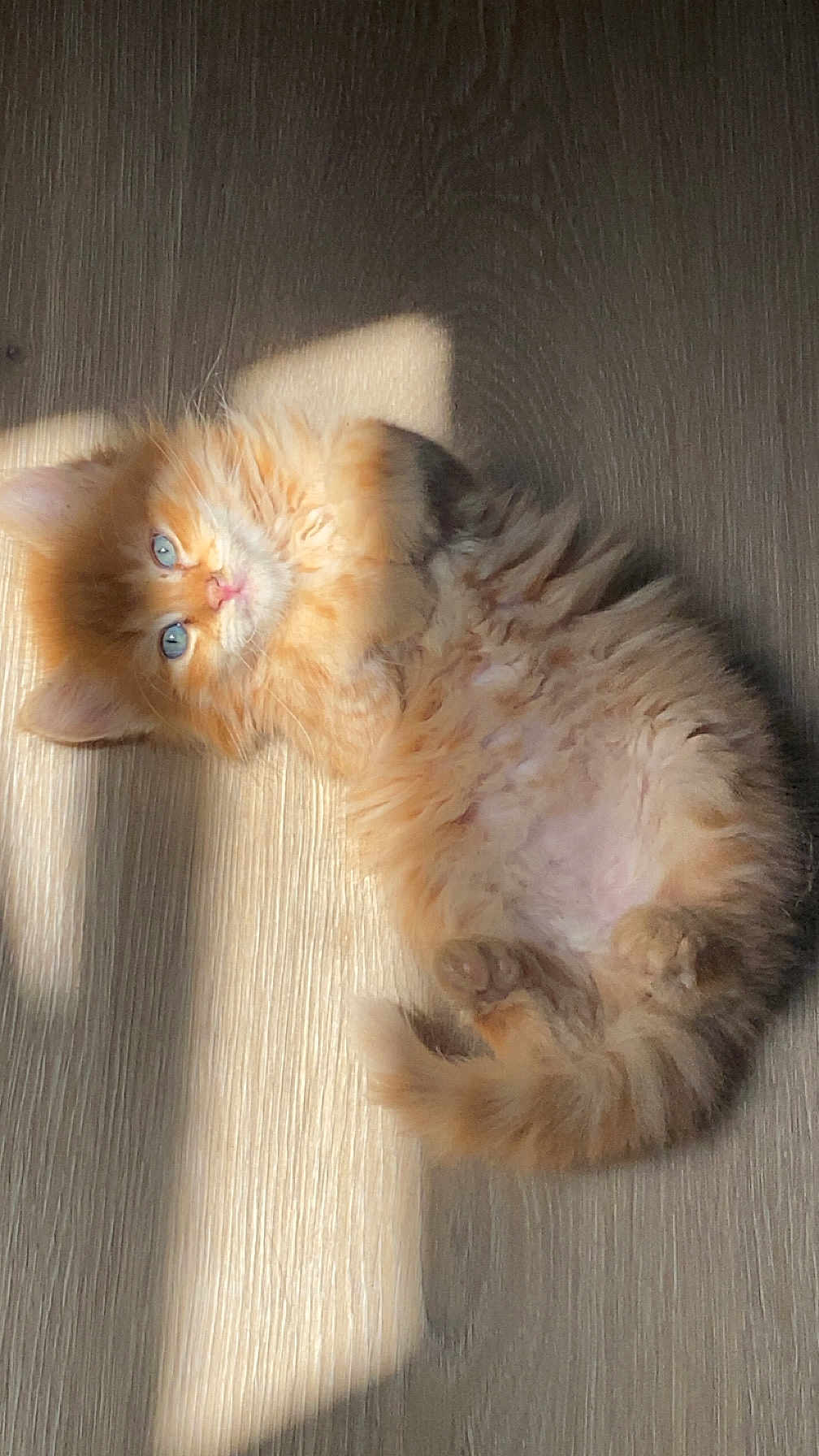 Millo a rejoint le concours — aidez-le/la à gagner de superbes lots ! kitten, cat, orange_cat, ginger_fur, pet, feline, fluffy, long_hair, blue_eyes, sunbeam, sunlight, wooden_floor, indoor, paws, belly, cute, playful, relaxed, portrait, shadow
