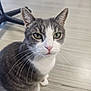 cat, gray_cat, white_cat, pet, animal, whiskers, green_eyes, indoor, floor, striped_floor, chair_leg, closeup, curious, sitting, feline, domestic_cat, portrait, cute, fur, ears