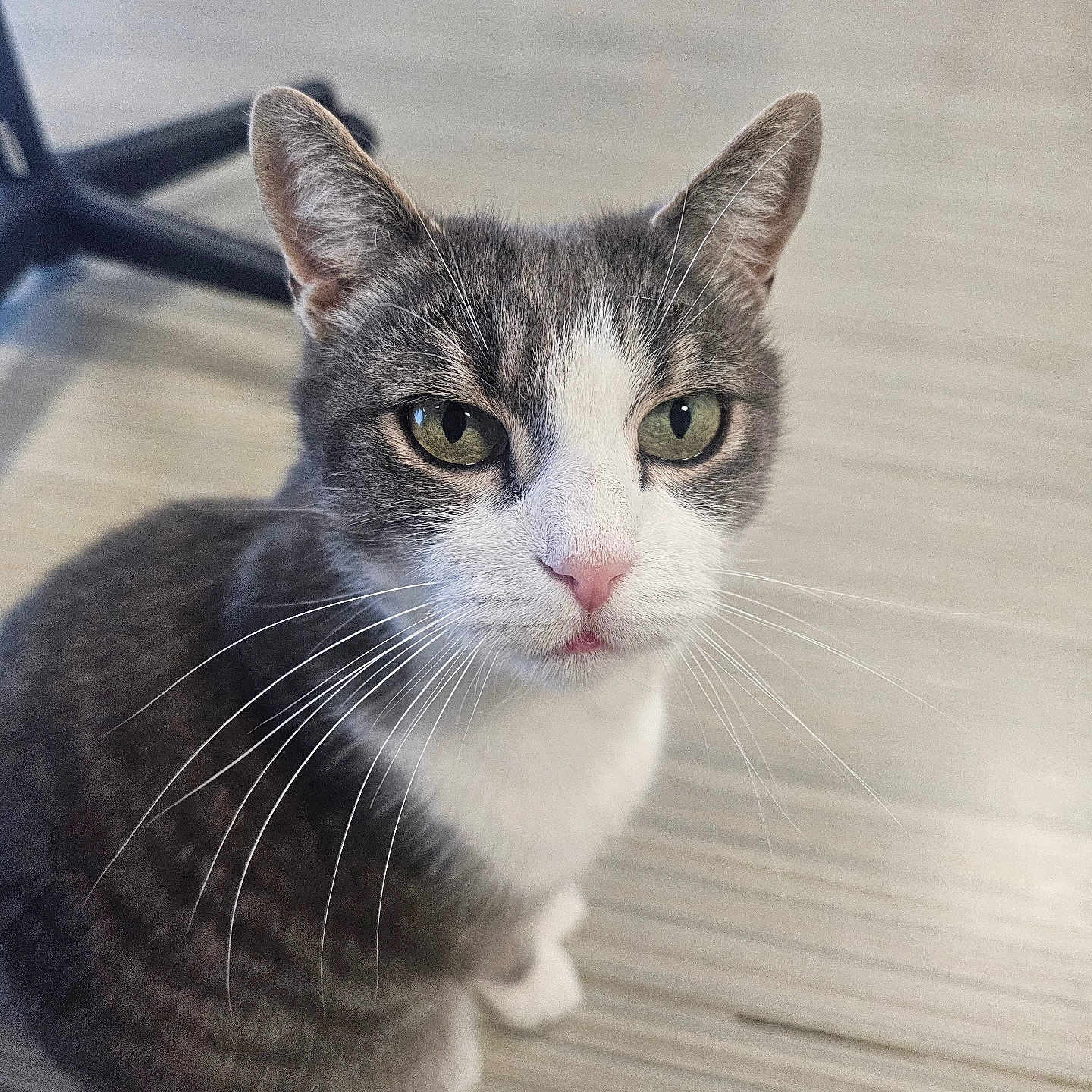 Mimouche a rejoint le concours — aidez-le/la à gagner de superbes lots ! animal, cat, chair_leg, closeup, curious, cute, domestic_cat, ears, feline, floor, fur, gray_cat, green_eyes, indoor, pet, portrait, sitting, striped_floor, whiskers, white_cat