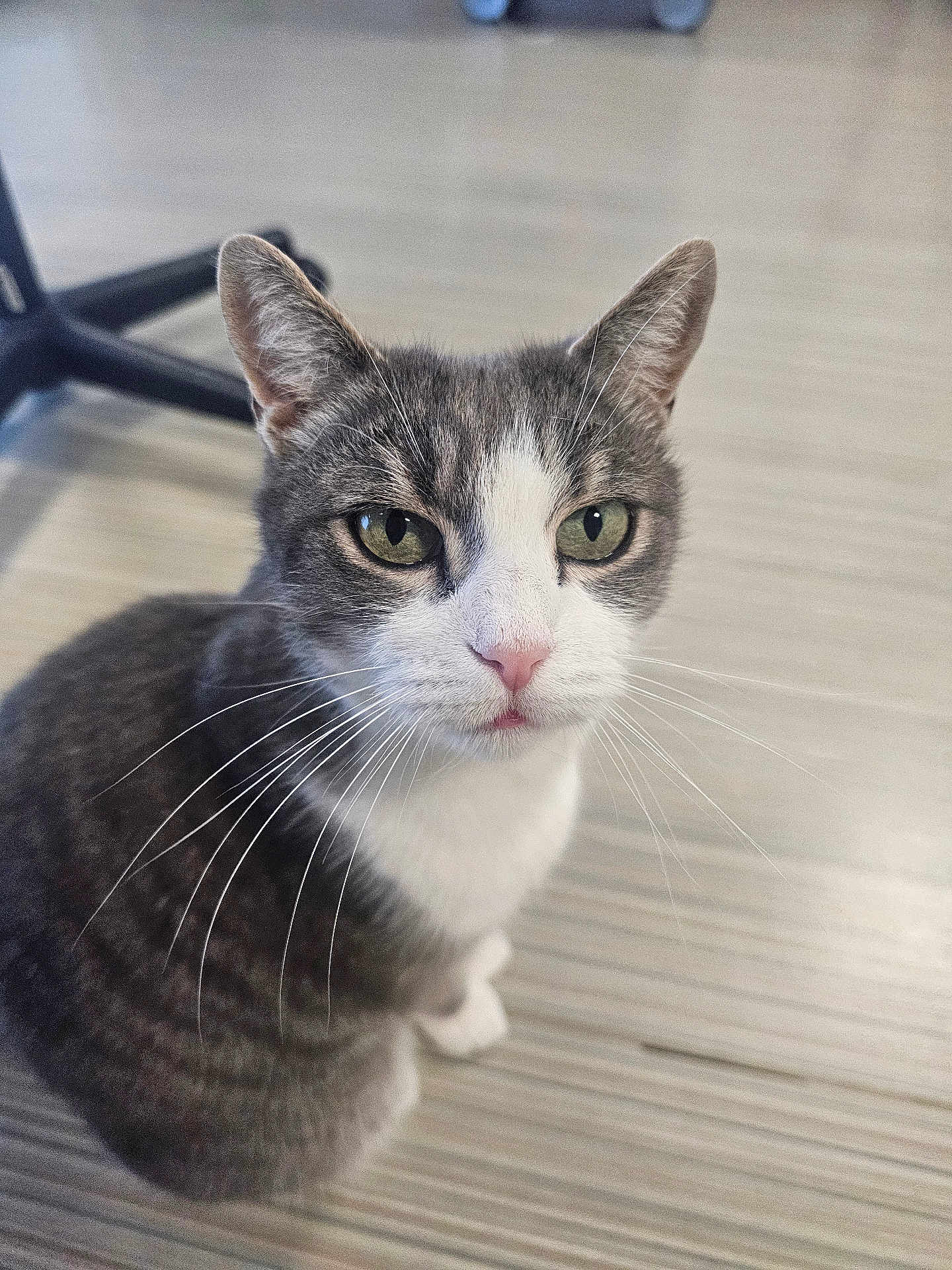 Mimouche a rejoint le concours — aidez-le/la à gagner de superbes lots ! cat, gray_cat, white_cat, pet, animal, whiskers, green_eyes, indoor, floor, striped_floor, chair_leg, closeup, curious, sitting, feline, domestic_cat, portrait, cute, fur, ears