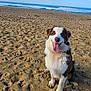 dog, beach, sand, ocean, waves, sky, happy, tongue_out, sitting, canine, outdoor, nature, animal, pet, playful, sunlight, fur, smile, daytime, water