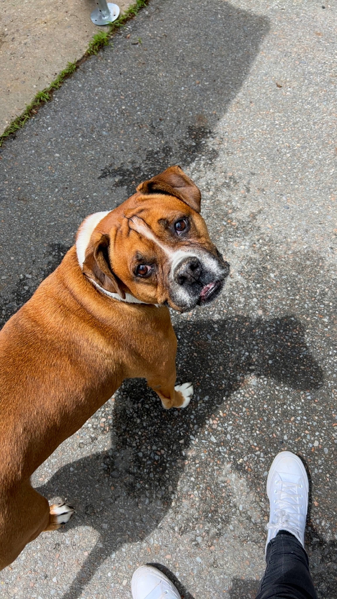 Tanner joined the competition — help win amazing prizes! asphalt, canidae, carnivore, collar, companion_dog, dog, dog_breed, dog_collar, fawn, leash, liver, road_surface, sidewalk, snout, sporting_group, tail, tar, walking_shoe, working_animal, working_dog